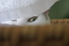 やばい、見つかった！隠れてたのに。