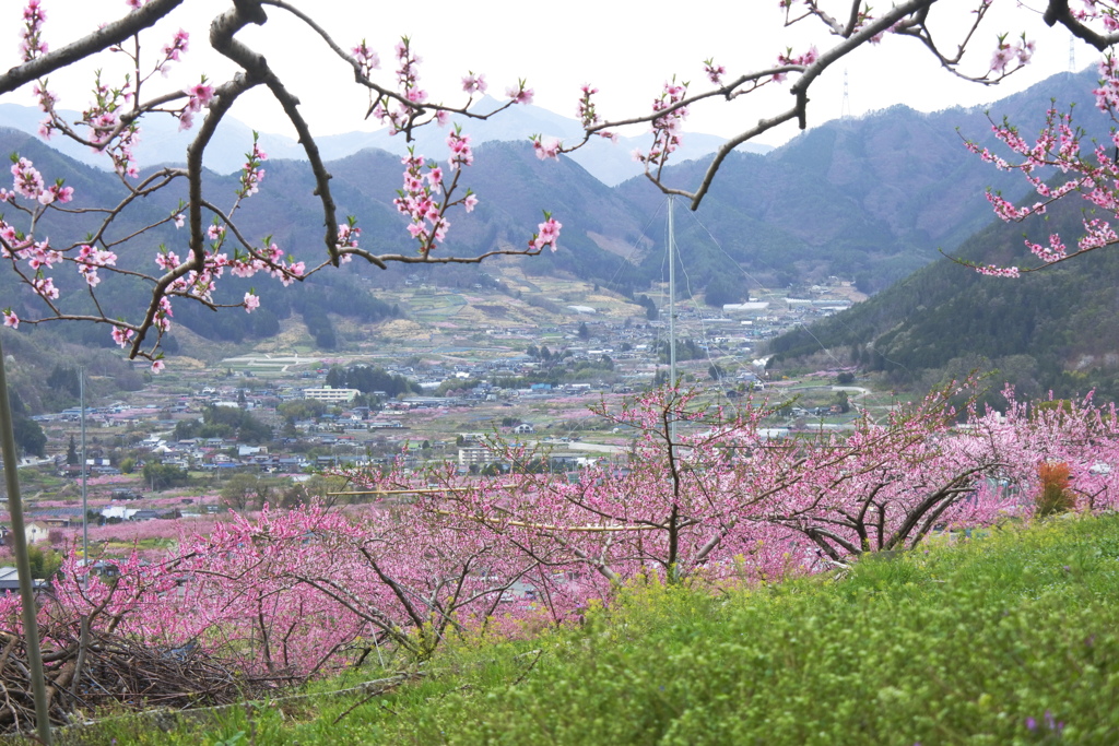 高台からの眺め