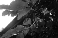 色づくまで待って