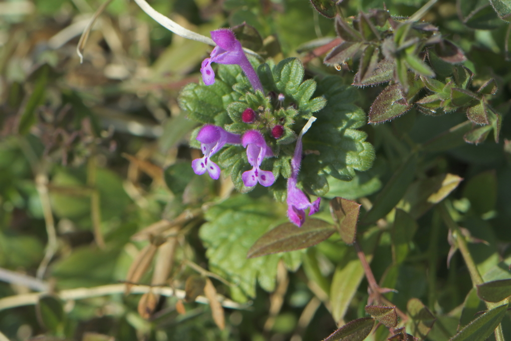 小さな春見～つけた！　ホトケノザ