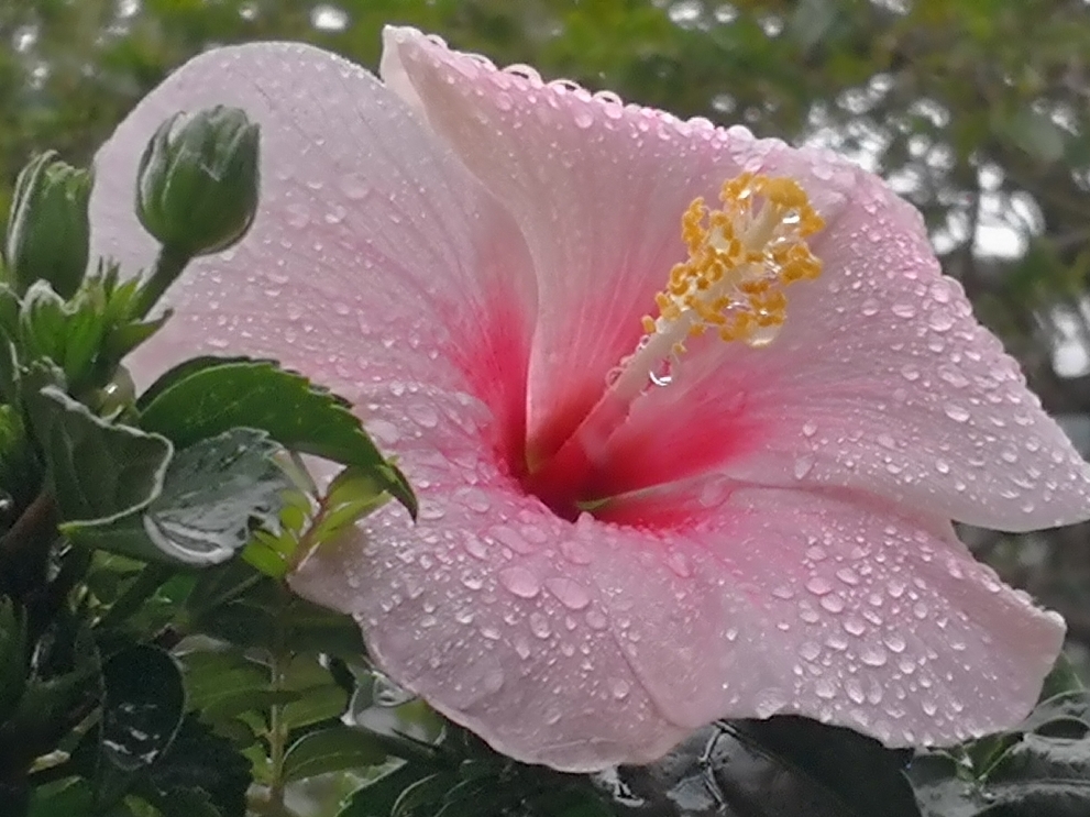 雨に濡れた花　ハイビスカス