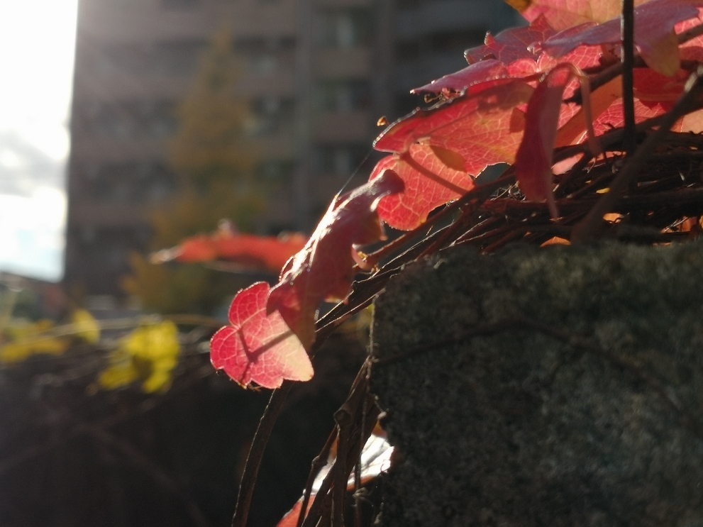 ブロック塀の蔦