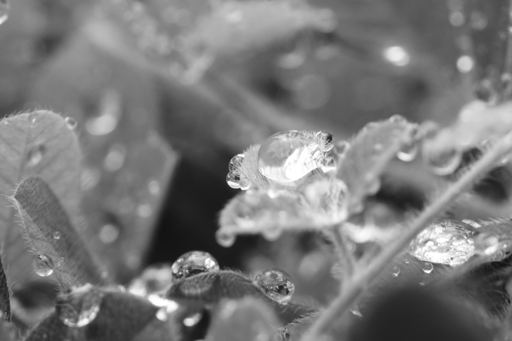 雨上がりのキラキラ