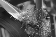 チェロキーロングコーン　雌花