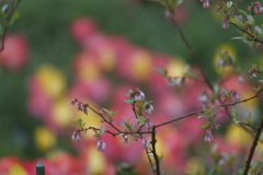 小さな花の向こう