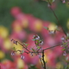 小さな花の向こう