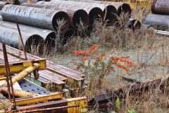 オレンジ色の実と資材置き場