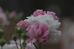 サイレントラブ