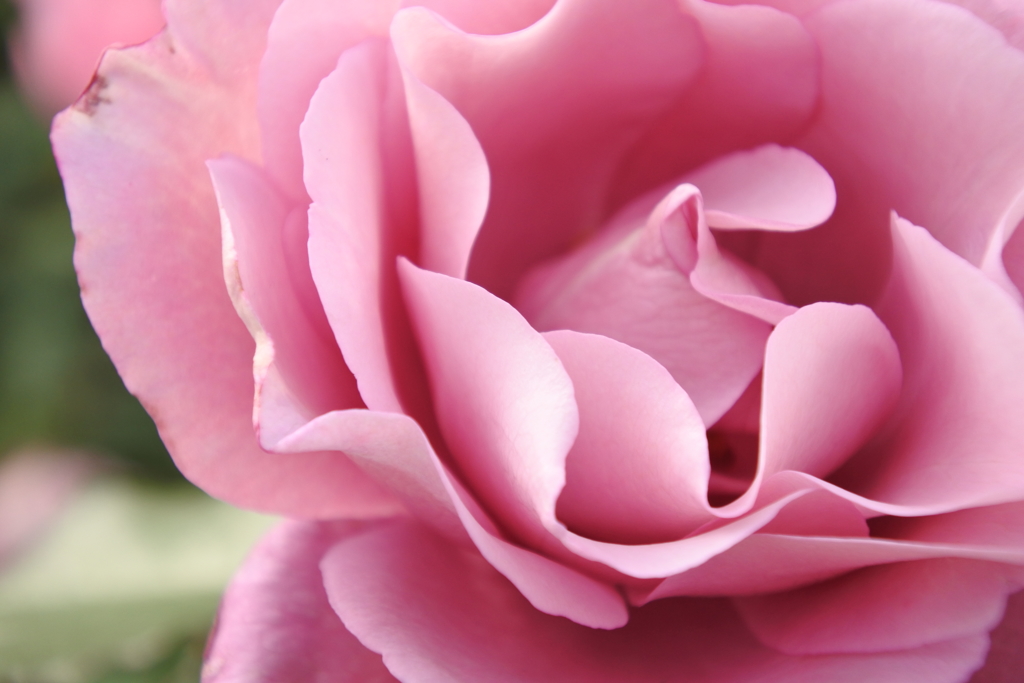 秘密　伯爵夫人