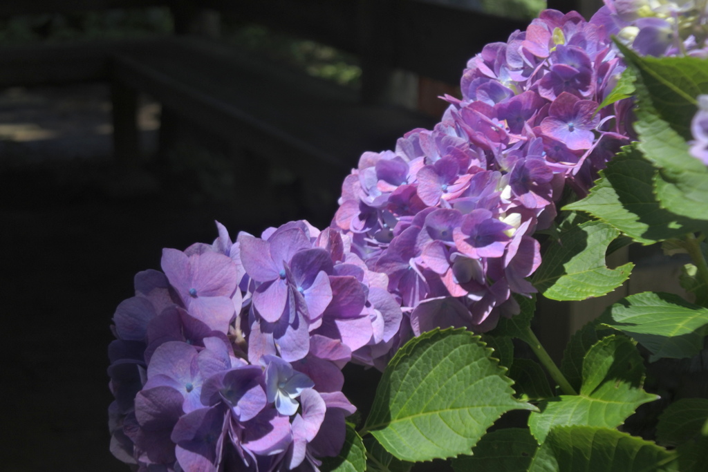 紫陽花の木陰で一休み