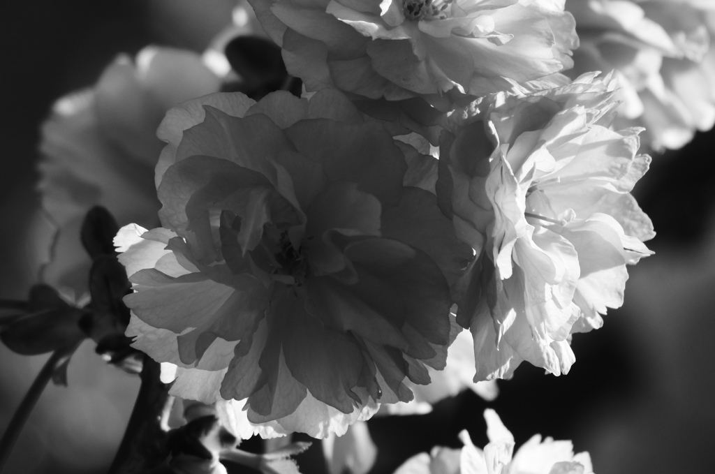 不忍の八重桜