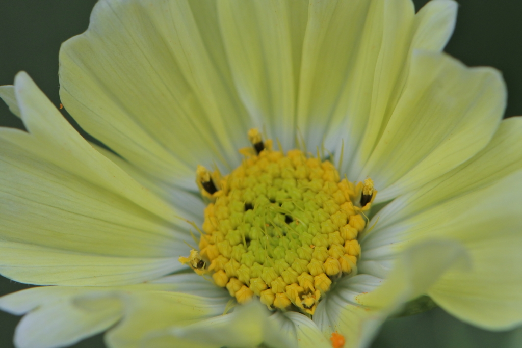 黄色いコスモス