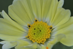 黄色いコスモス