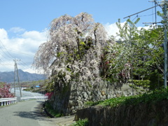 桃源郷をご一緒に　枝垂れ桜の咲く家