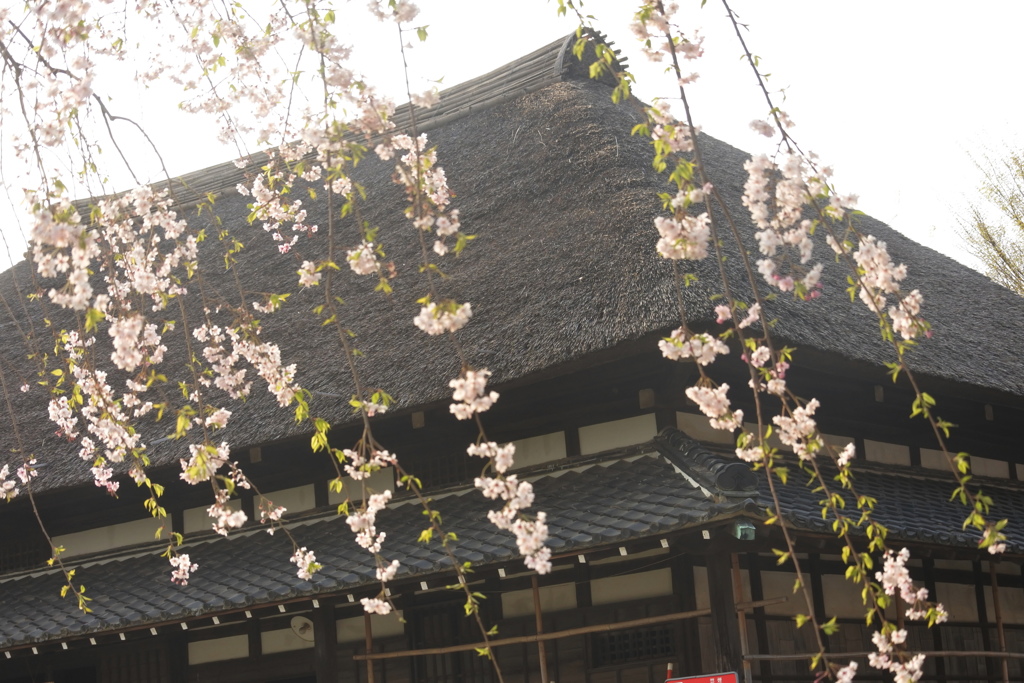 古民家と枝垂れ桜
