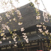古民家と枝垂れ桜