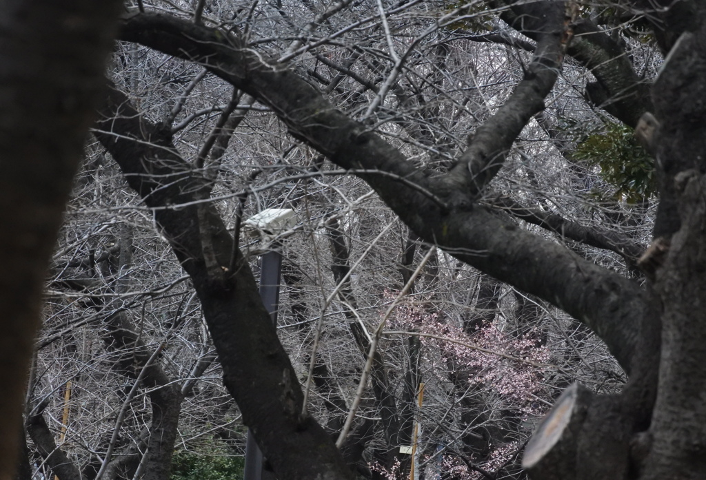 桜の名所