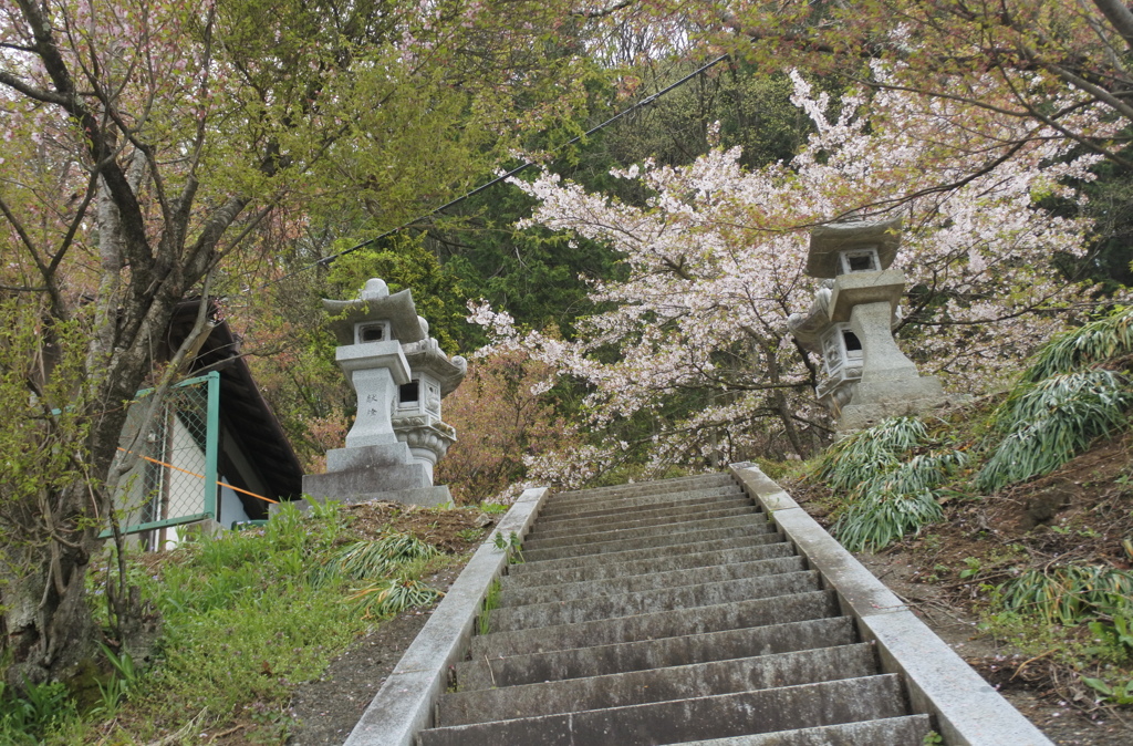 日向薬師の桜