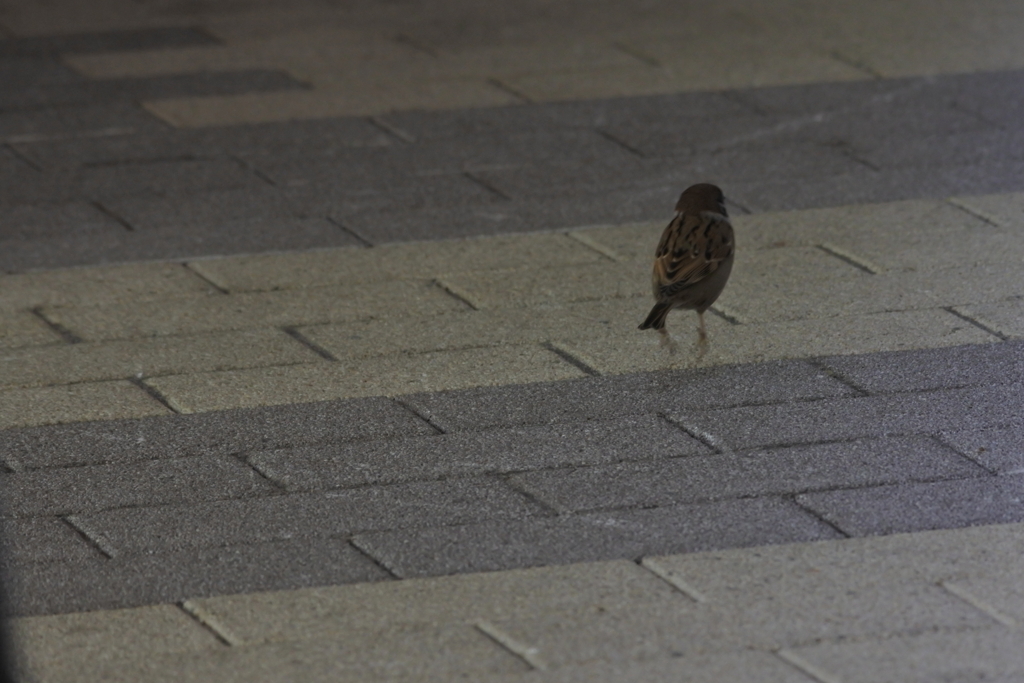自分で考えろ！スタコラさっさ、早く逃げよ～