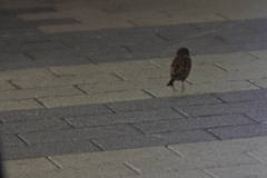 自分で考えろ！スタコラさっさ、早く逃げよ～