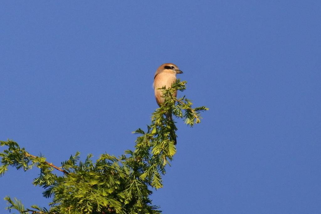 メタセコイヤのてっぺん