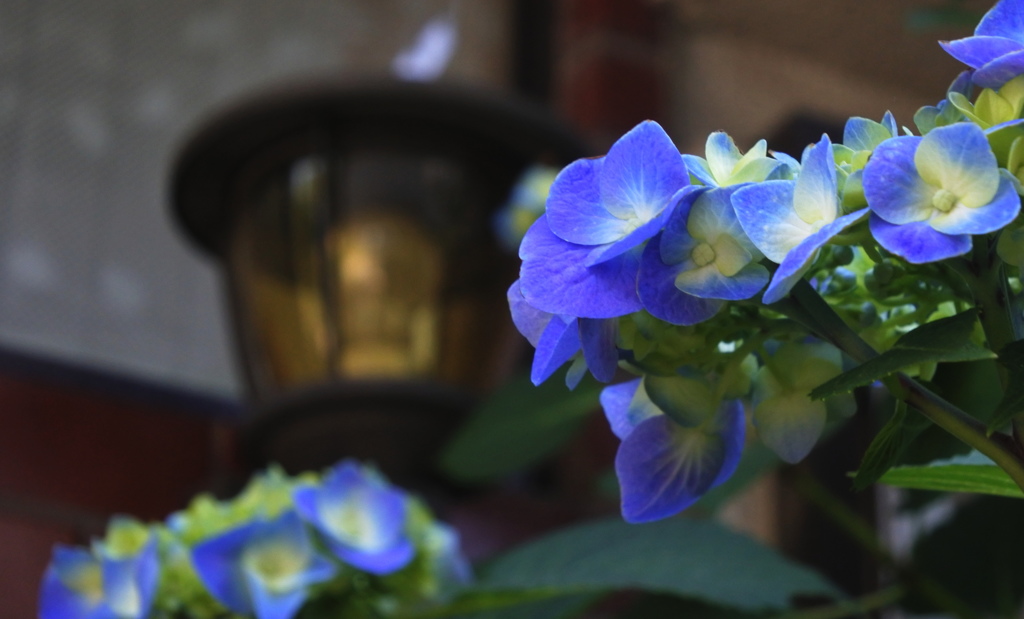 紫陽花と灯り