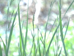 春風のささやき