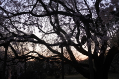 夕暮れの桜