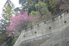 大佐倉駅近くの梅の花