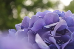 薄紫の詩