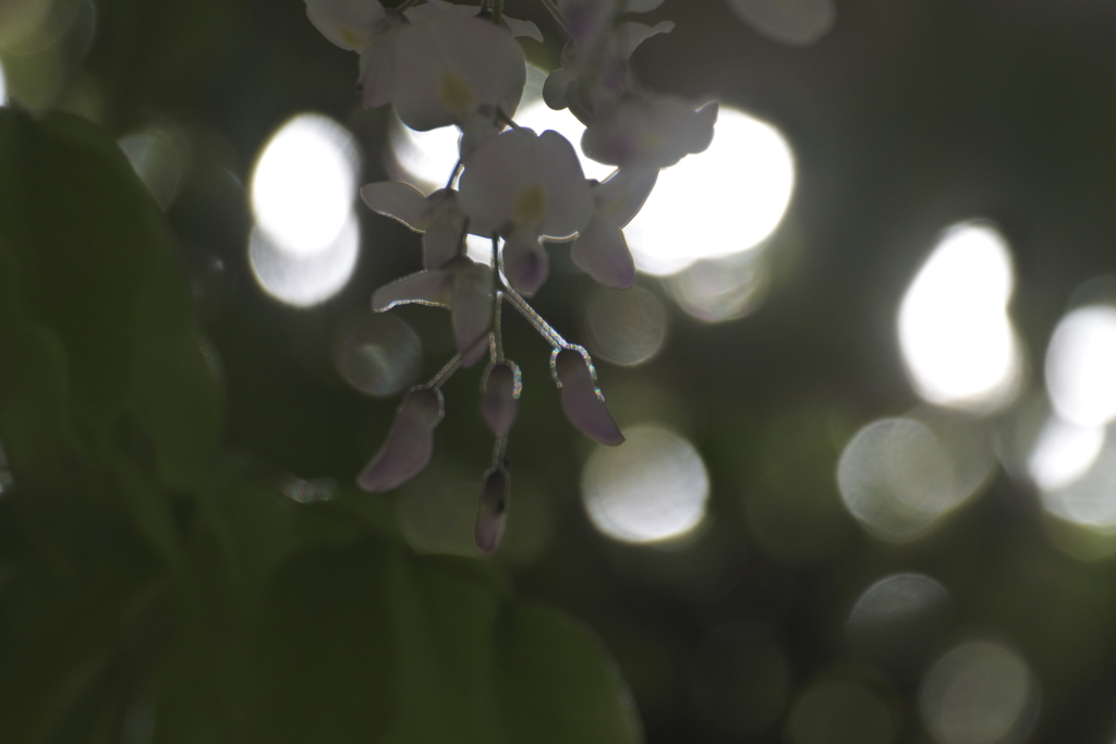 光集めて、咲く時を待つ