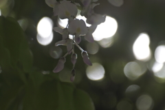 光集めて、咲く時を待つ