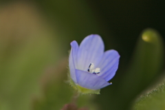片隅に落ちた星
