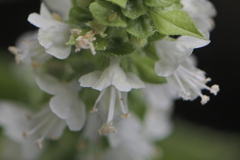 バジルの花