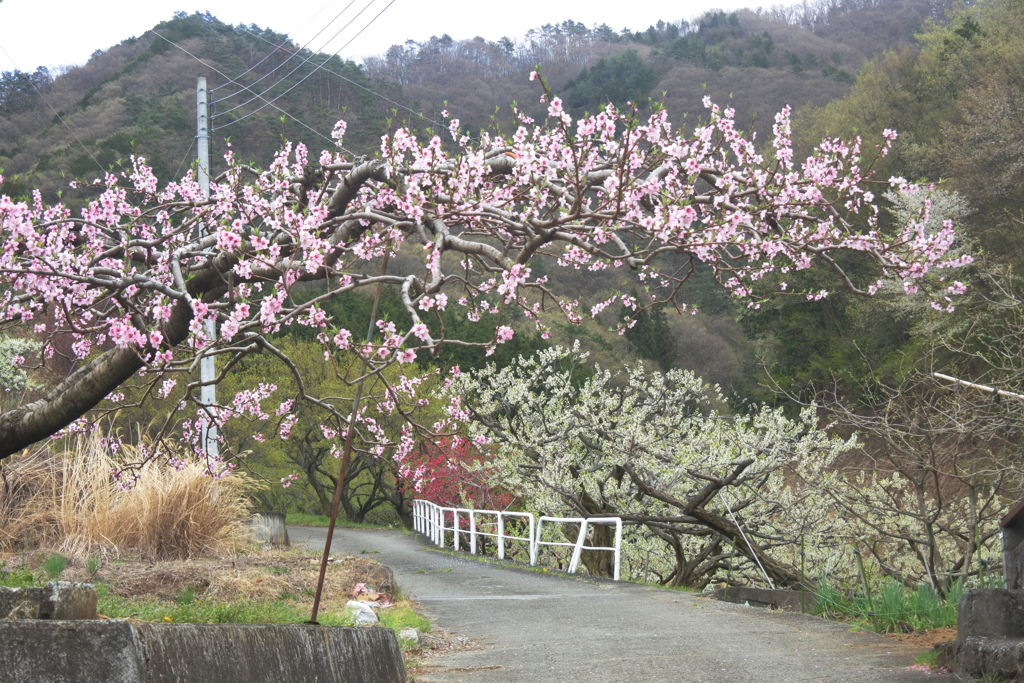 春は桃とスモモ、秋は彼岸花