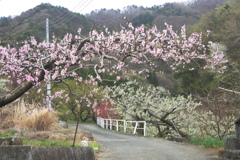 春は桃とスモモ、秋は彼岸花