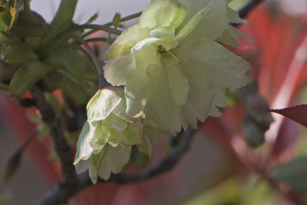 鬱金桜（ウコン桜）