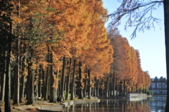 沼のほとりのメタセコイヤ並木道