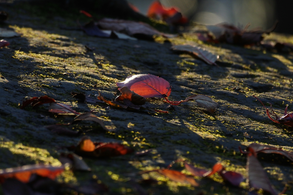 夕暮れの陽ざしの中に