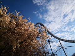 後楽園の桜