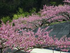 桃源郷をご一緒に　まだきれいに咲いてる桃