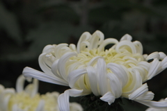 展示されていた菊その１