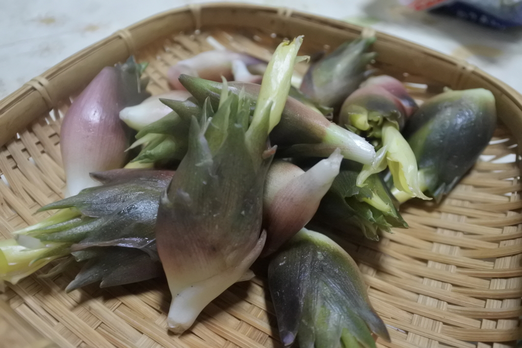 今年のミョウガ