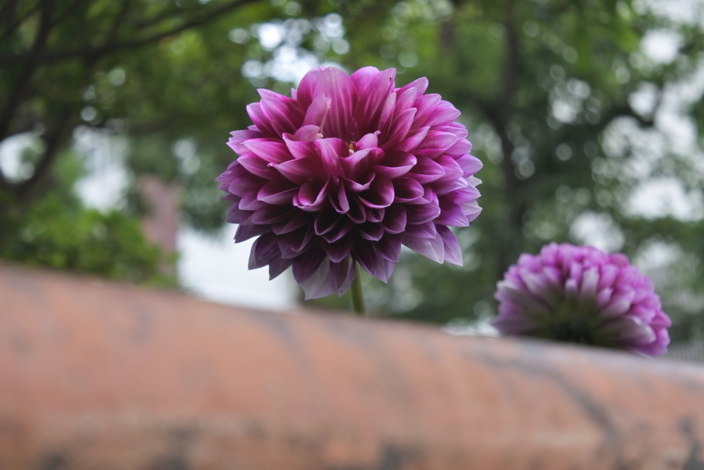 柵から顔出すダリア