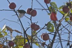 メジロ飛び立つ