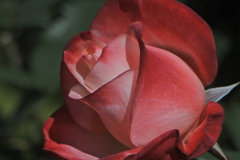 私の好きな薔薇