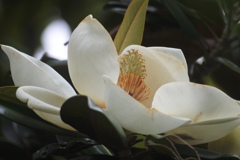 境内の花