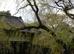 乾通りの枝垂れ桜