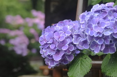 白山神社　紫陽花祭り