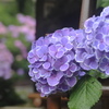白山神社　紫陽花祭り
